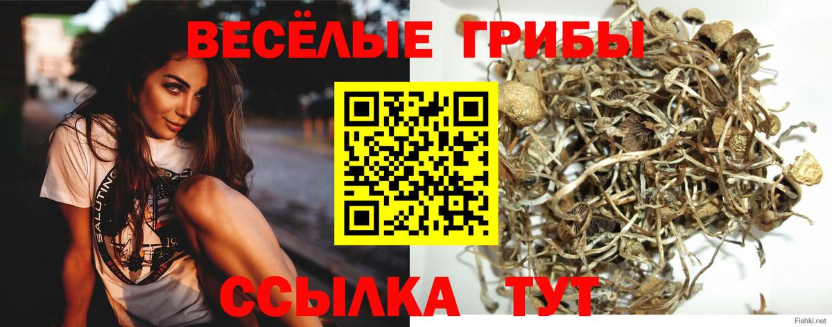 Псилоцибиновые грибы Cubensis Гай